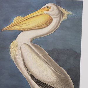 American White Pelican by J. J. Audubon